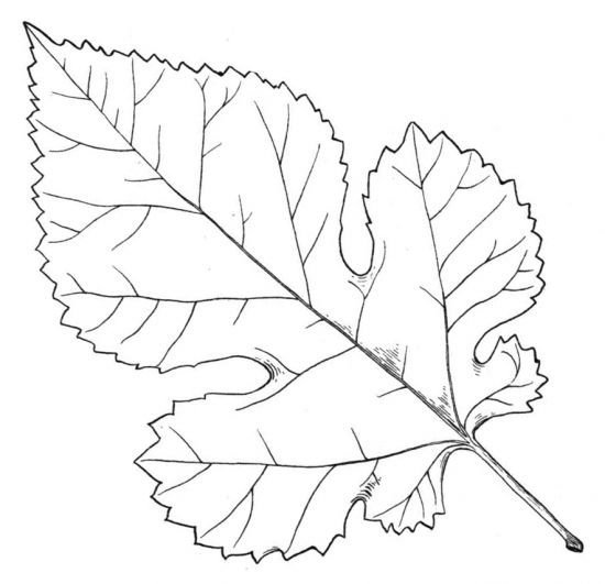 Листья шаблон