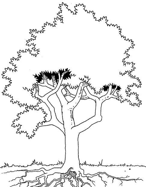 Дерево для раскрашивания