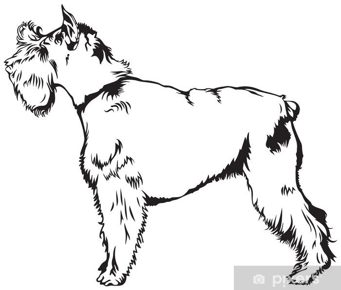 Миттельшнауцер вид сбоку