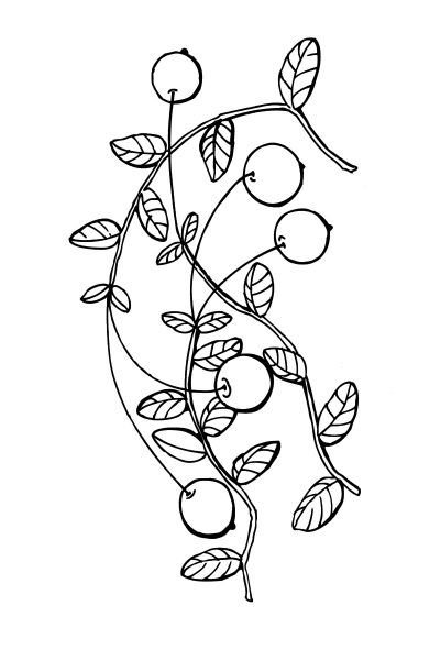 Клюква Болотная раскраска