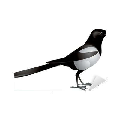 Сорока на белом фоне