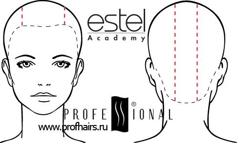 Схема головы для парикмахеров Estel