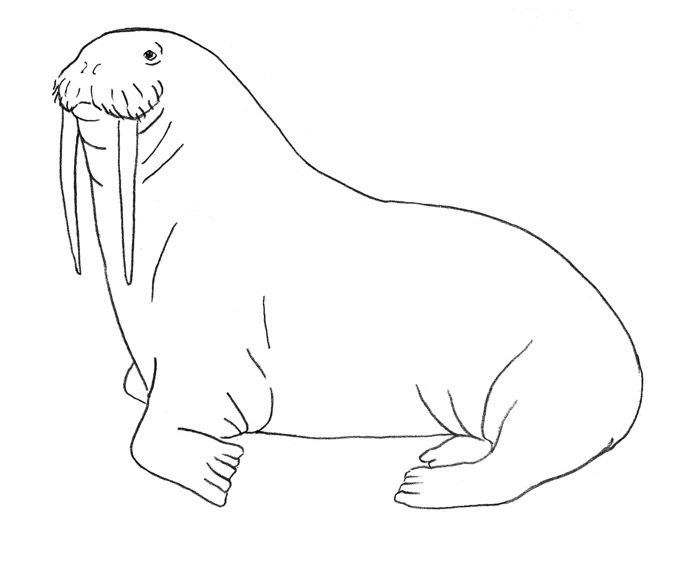 Поэтапное рисование моржа