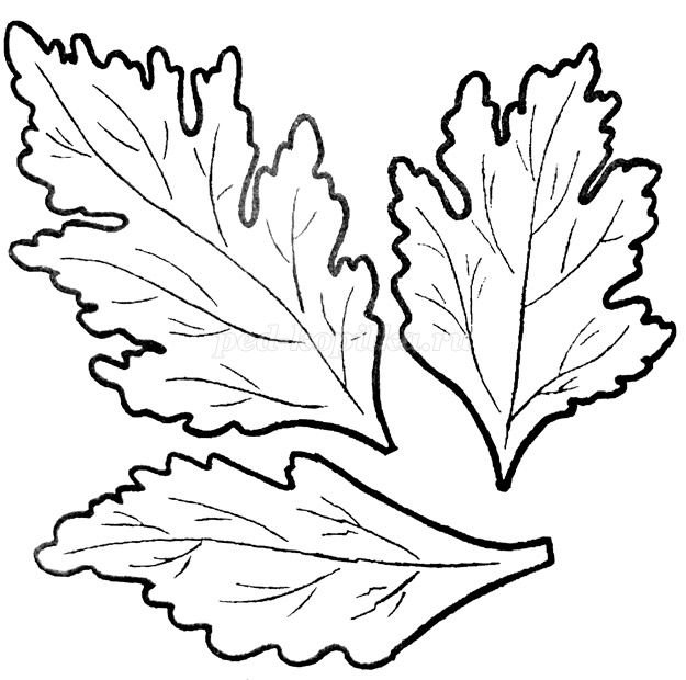 Трафарет листа хризантемы