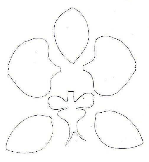 Орхидея фаленопсис шаблоны лепестков