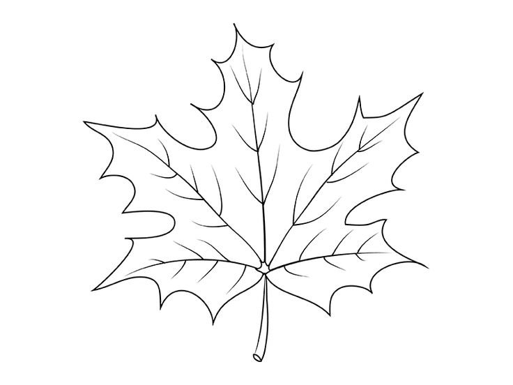 Кленовый лист рисунок