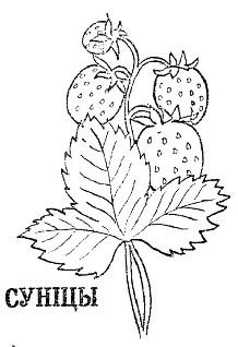 Земляника раскраска