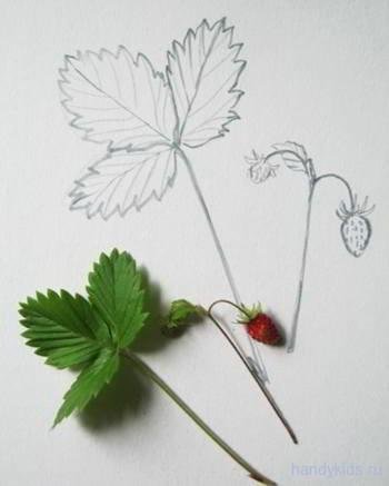 Листик земляники