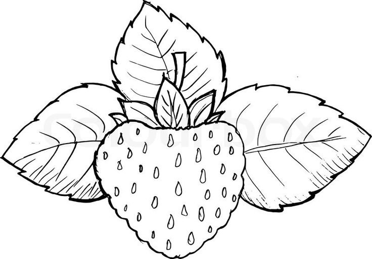 Листья земляники раскраска