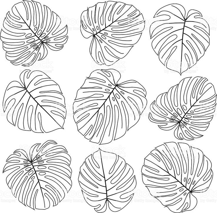 Лист монстеры раскраска