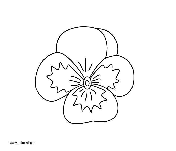 Раскраска цветы Анютины глазки