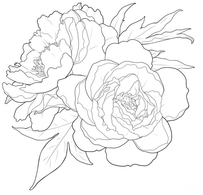 Рисунок цветов контур