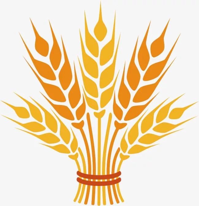 Сноп колосьев вектор