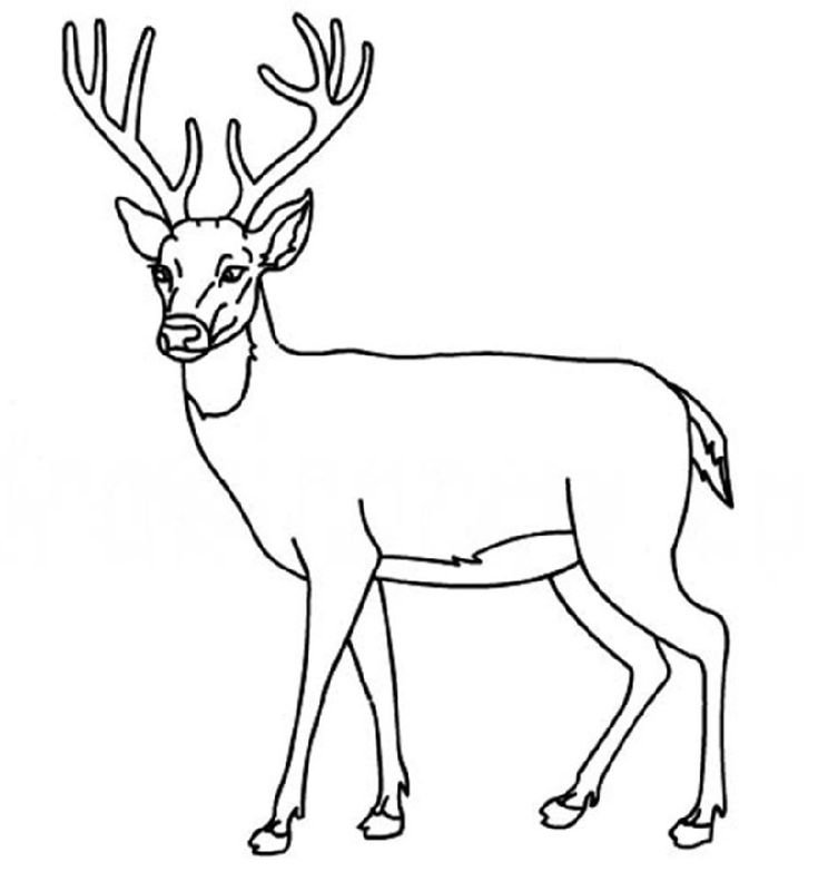 Нарисовать оленя