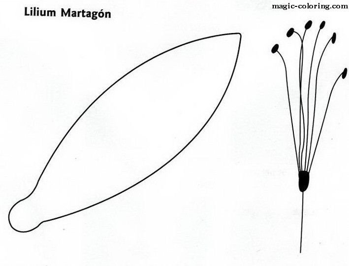 Лилия шаблон лепестков