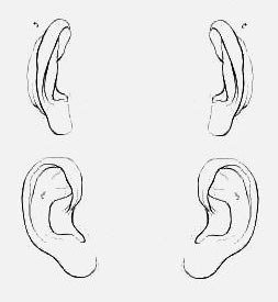 Ухо вектор