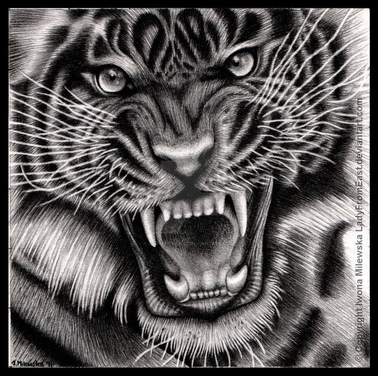 Оскал тигра тату эскиз