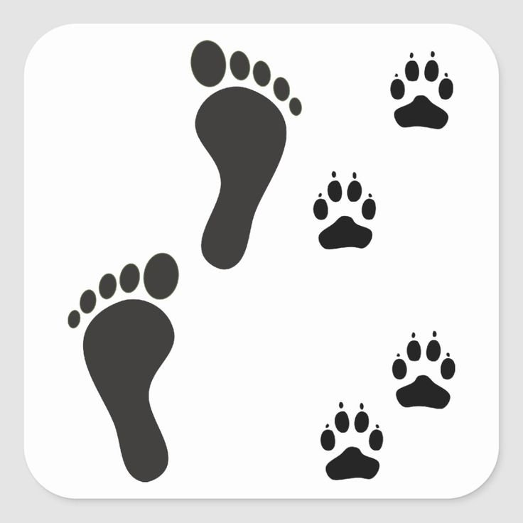 Следы лап животных