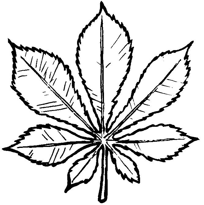 Лист каштана раскраска