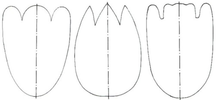 Тюльпаны для вырезания