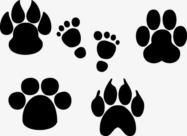 Отпечатки лап разных животных