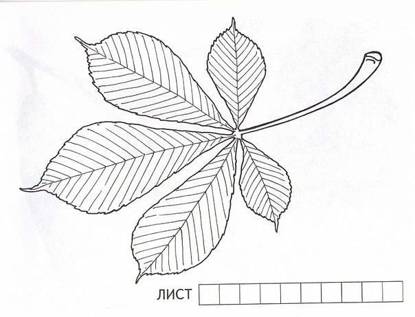 Лист каштана раскраска
