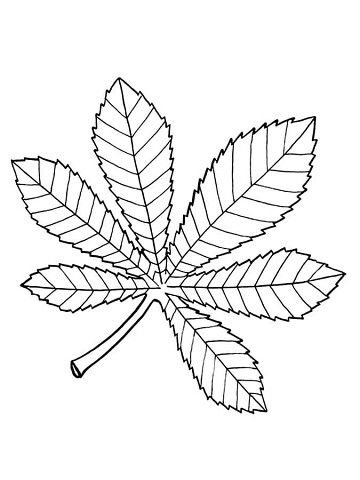 Листья деревьев раскраска