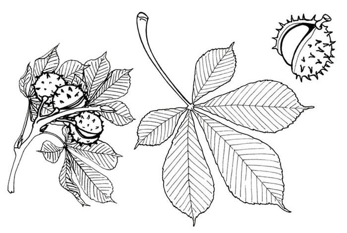 Лист каштана трафарет