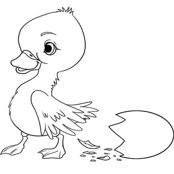 Утенок раскраска