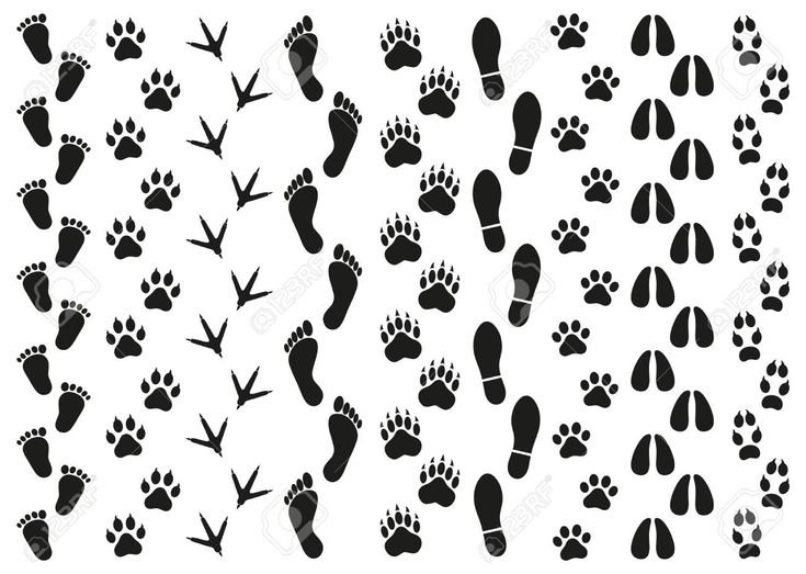 Силуэты следов животных