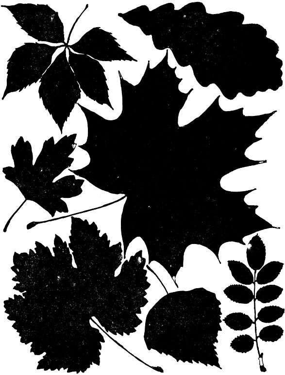 Силуэт листьев