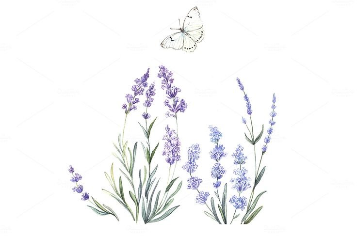 Лаванда рисунок