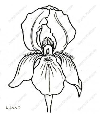 Ирис цветок трафареты