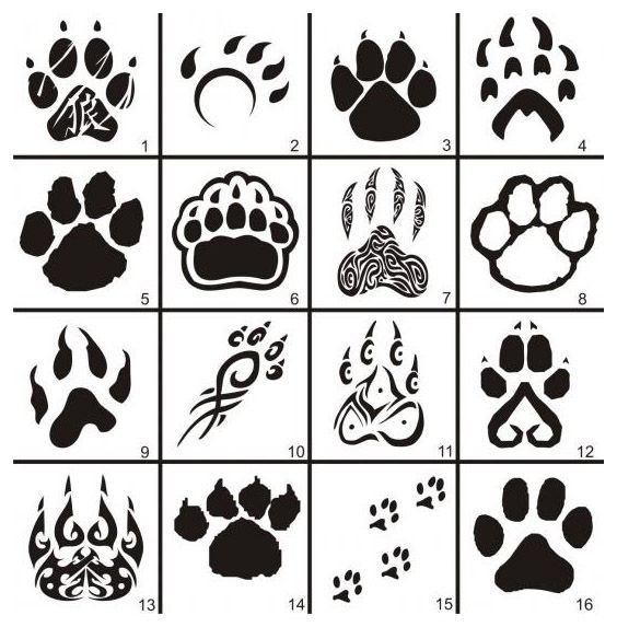 Следы лап животных