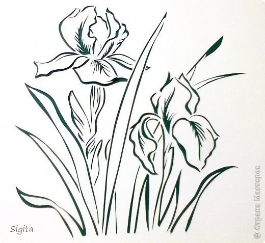 Раскраска Ирис цветок