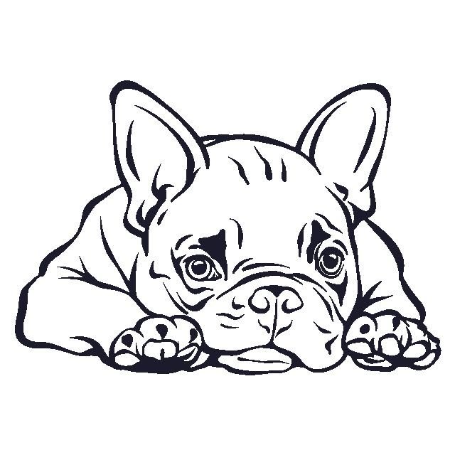 Французский бульдог для срисовки