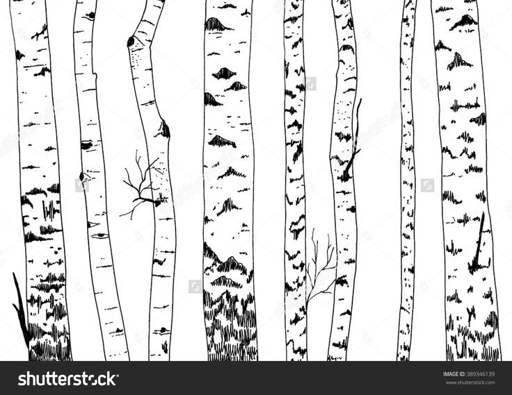 Береза контур