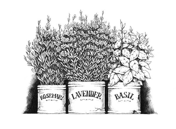 Прованские травы иллюстрация