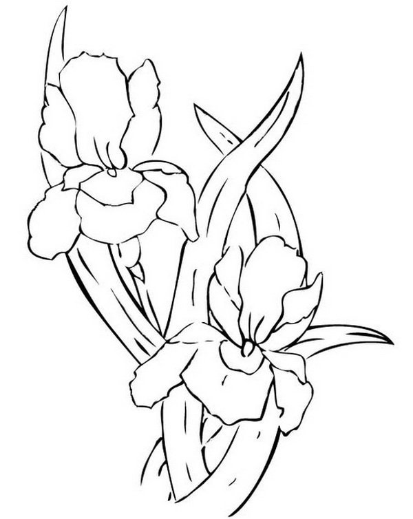 Раскраска цветы ирисы