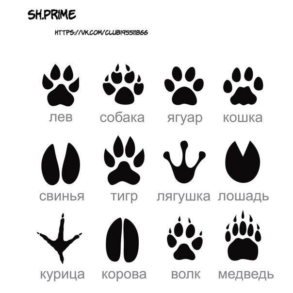 Следы животных с подписями