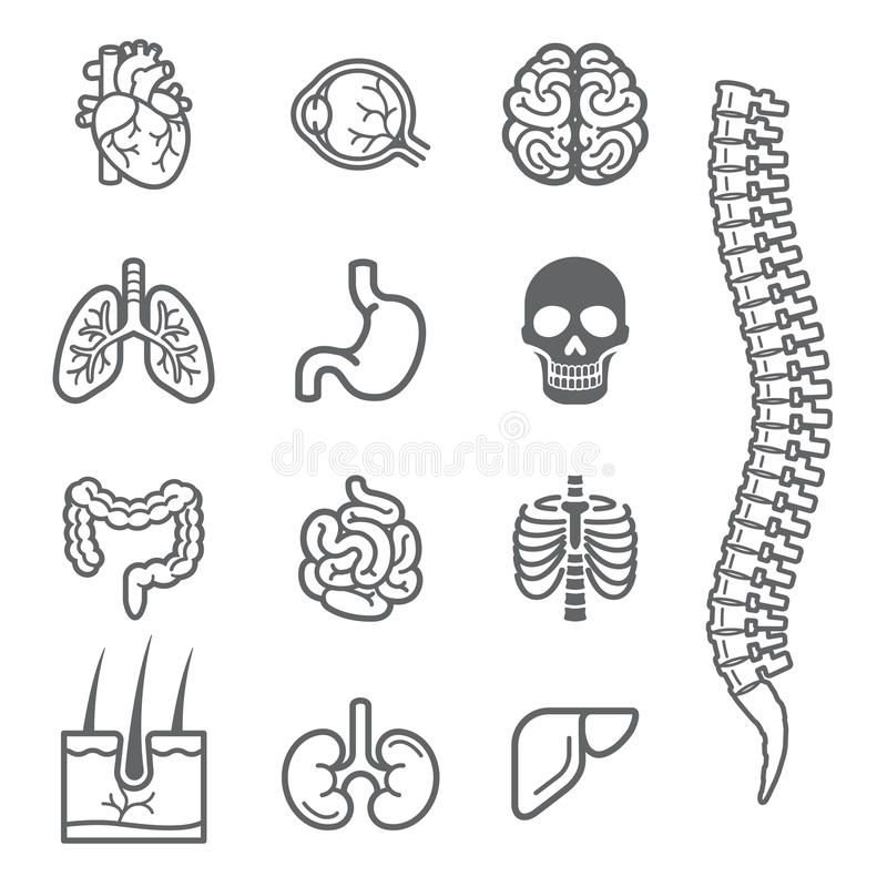 Раскраска человеческие органы