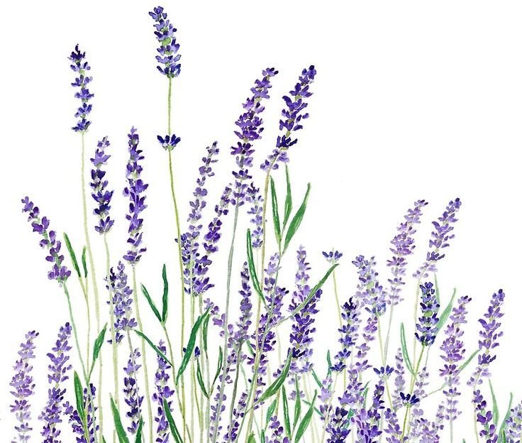 Лаванда узколистная Ботаническая иллюстрация