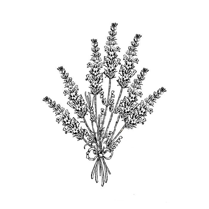 Вереск обыкновенный рисунок