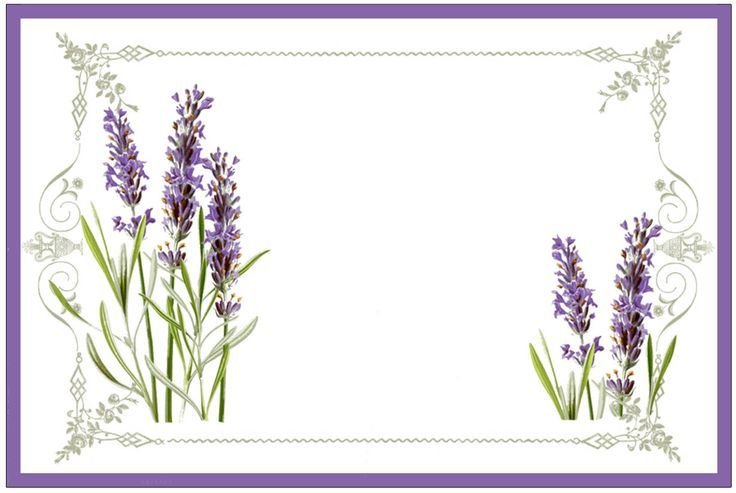 Веточка лаванды