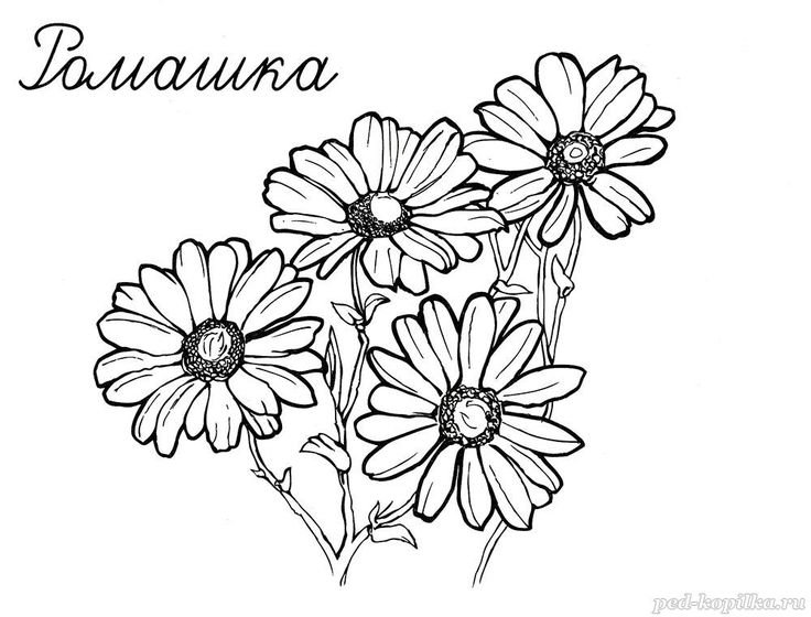 Рисунок ромашки для раскрашивания