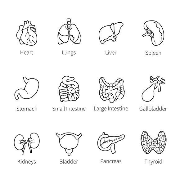 Раскраска внутренние органы человека для детей