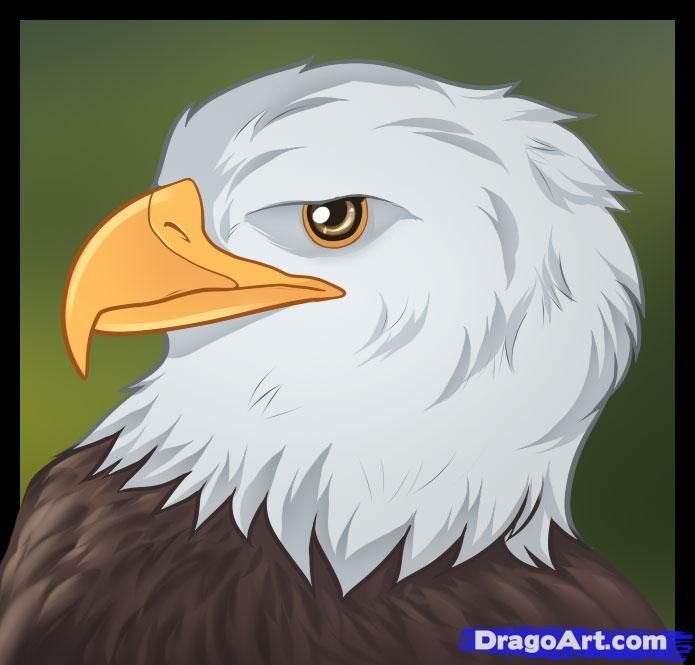 Орел рисунок