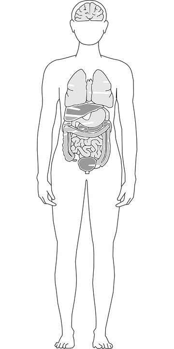 Силуэт человека с органами