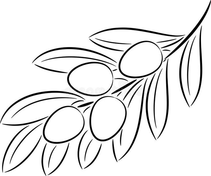 Веточка оливы контур