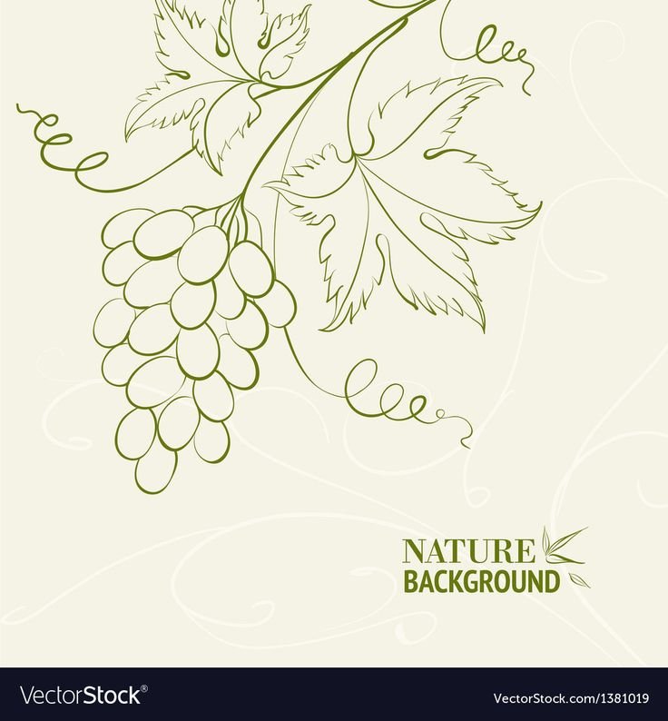 Винная карта рисунок